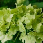 Hortenzia metlinatá (Hydrangea paniculata) ´PASTEL GREEN´® - výška 20-40 cm, kont. C2L